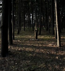 어두운 그림자가 드리워진 울창하고 빽빽한 숲속 나무들의 풍경, 남자친구의 태도로 인해 깊어지는 마음속 불안감과 복잡한 심리 상태를 상징하는 이미지